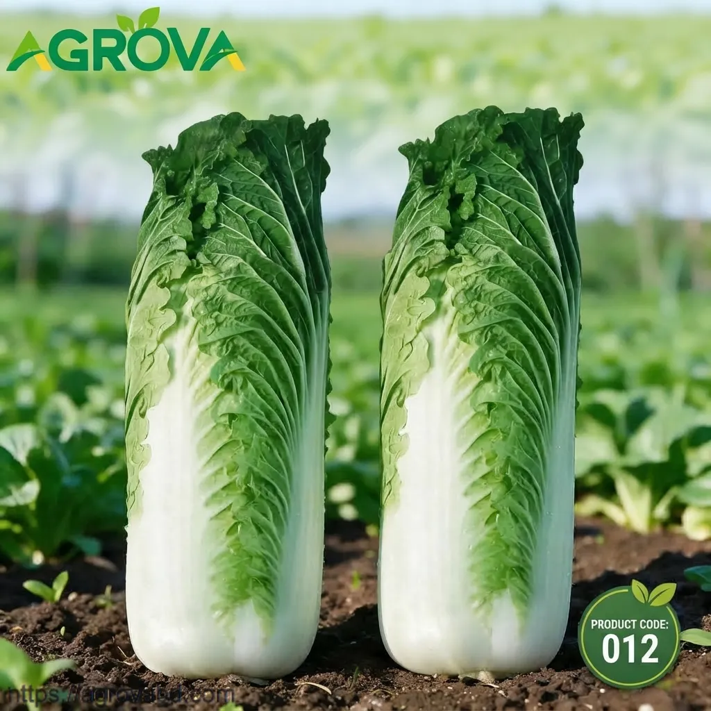Chinese Cabbage Taiyuan Erqing Tower Shape Seeds