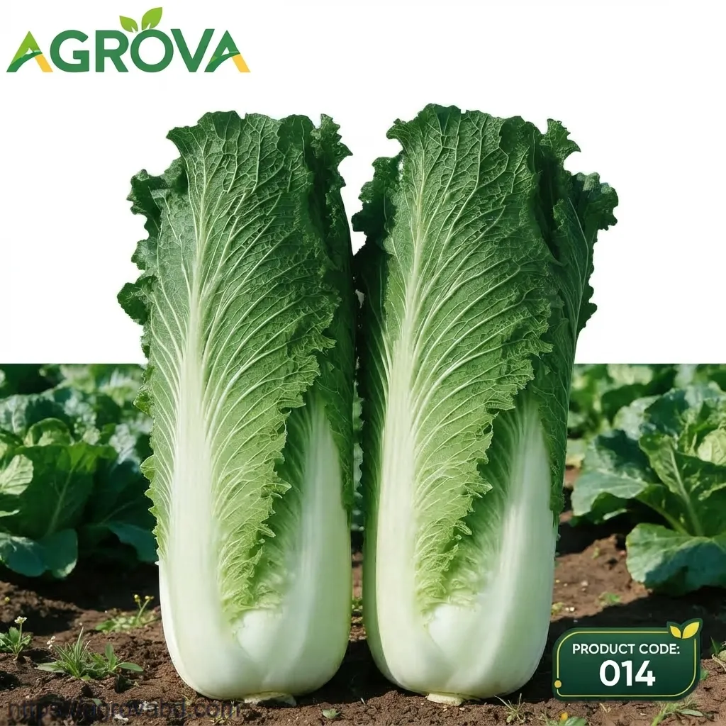 Chinese Cabbage Tianjin Green Mustard Seeds