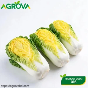 Chinese Beijing Xiaza Cabbage Seeds