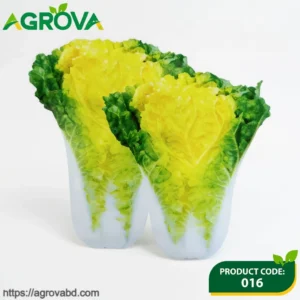 Chinese Beijing Xiaza Cabbage Seeds