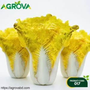 Chinese Egg Yellow Cabbage Seeds