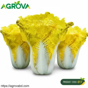 Chinese Egg Yellow Cabbage Seeds