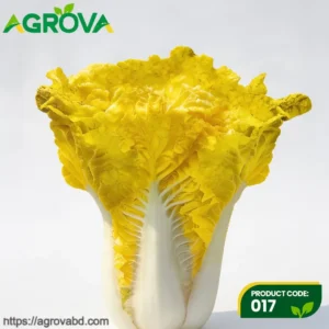 Chinese Egg Yellow Cabbage Seeds