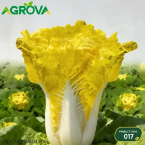 Chinese Egg Yellow Cabbage Seeds