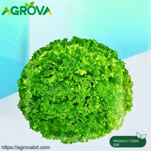 Ball Green Lettuce Seeds