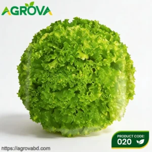 Ball Green Lettuce Seeds