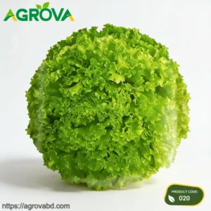 Ball Green Lettuce Seeds
