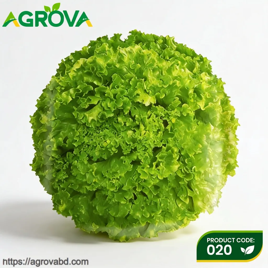 Ball Green Lettuce Seeds