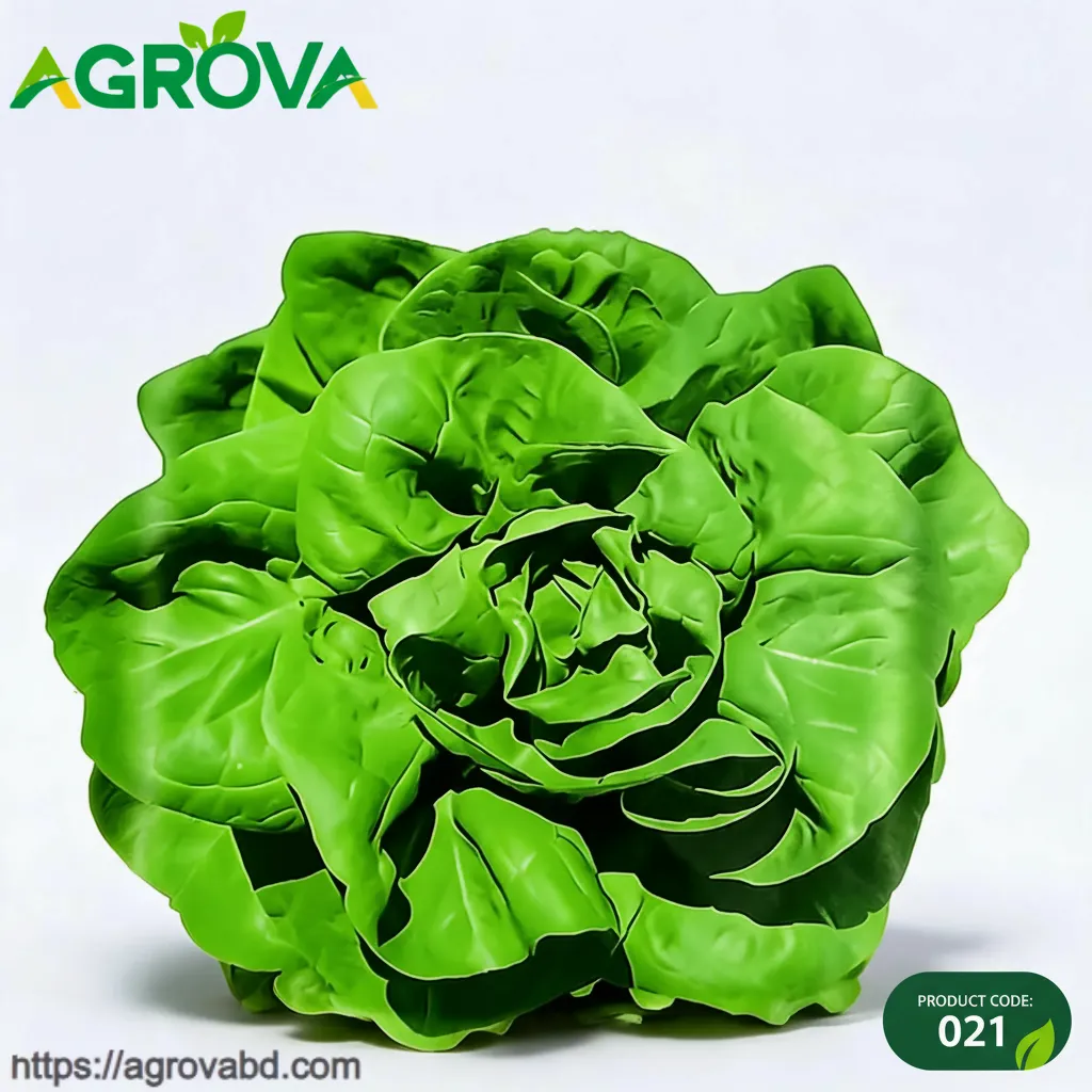 Cream Lettuce Seeds