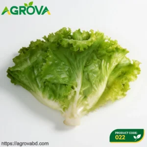 Glass Lettuce Seeds