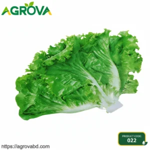 Glass Lettuce Seeds
