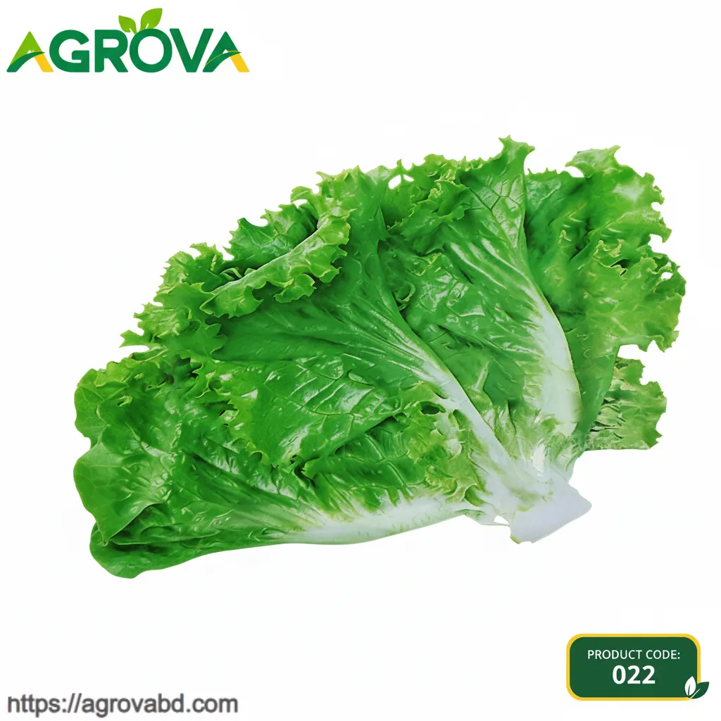 Glass Lettuce Seeds