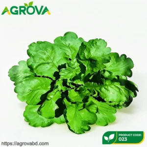 Large Leaf Crown Daisy Lettuce Seeds