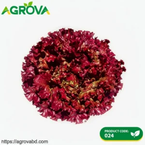 Purple Leaf Lettuce Seeds