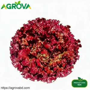 Purple Leaf Lettuce Seeds