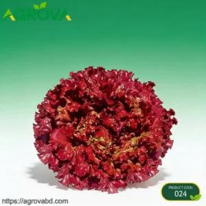 Purple Leaf Lettuce Seeds