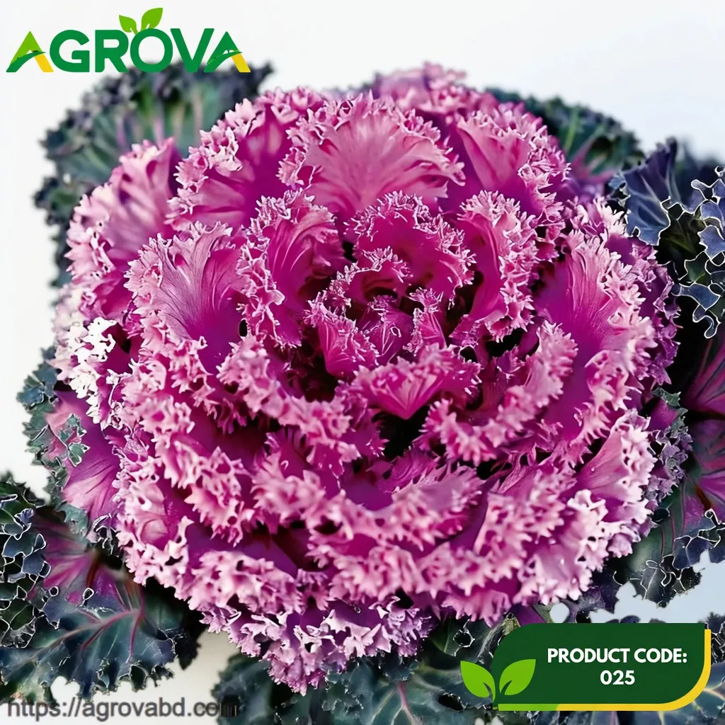 Red Ornamental Cabbage Seeds