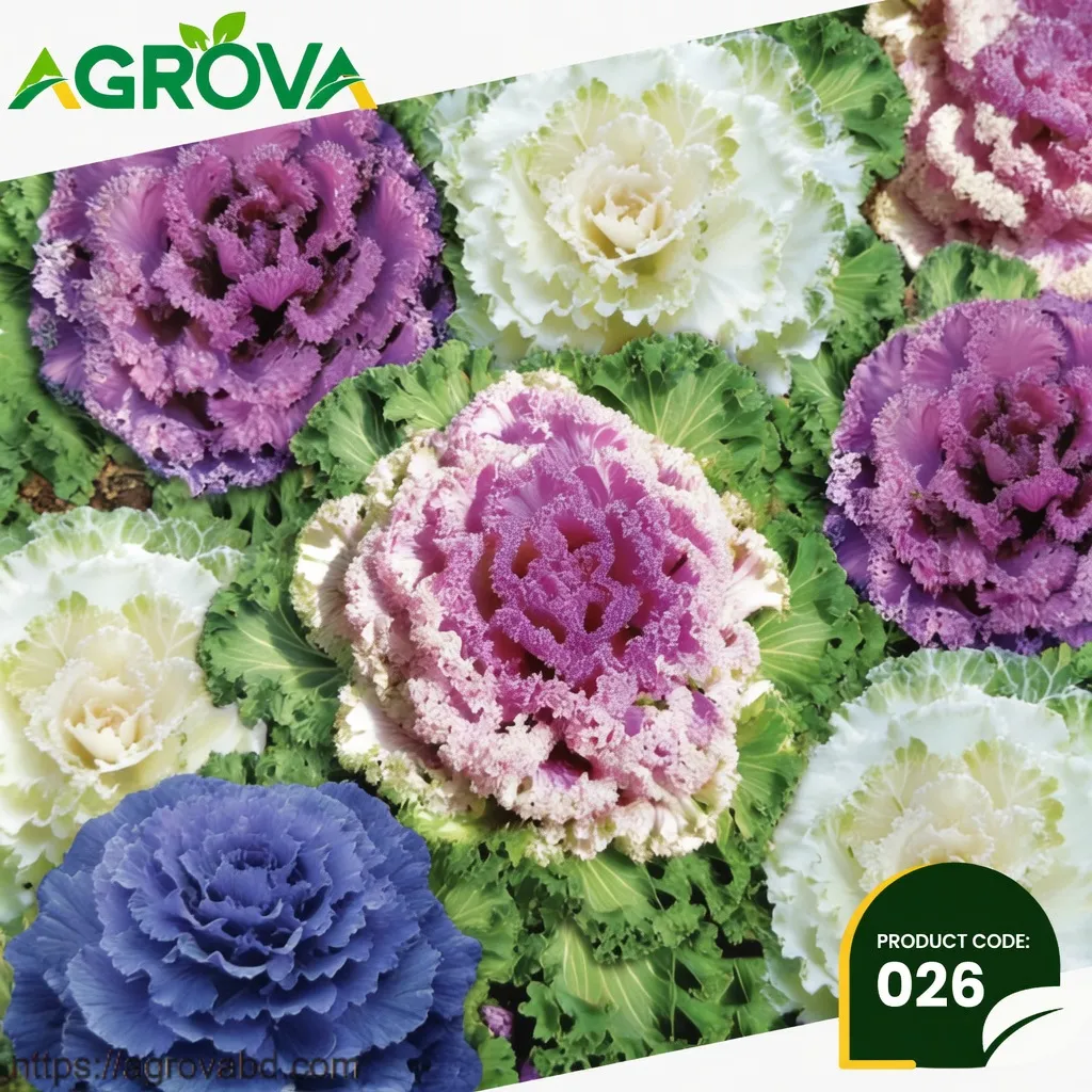 Mixed Color Ornamental Kale Cabbage Seeds