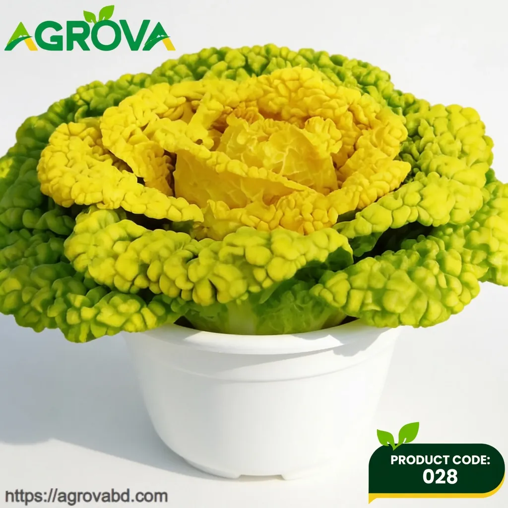 Yellow Heart Black Cabbage Seeds
