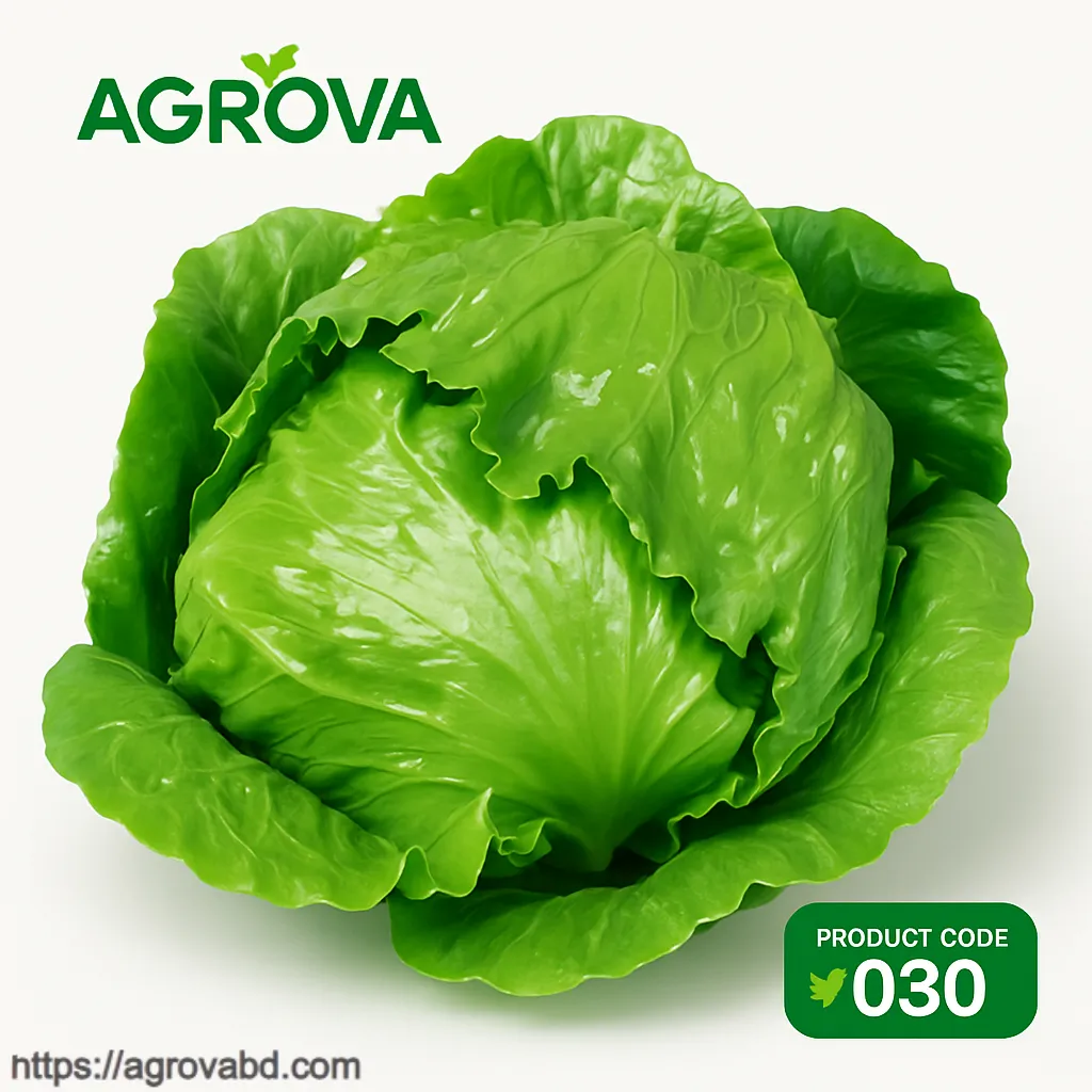 American Ball Lettuce Seeds