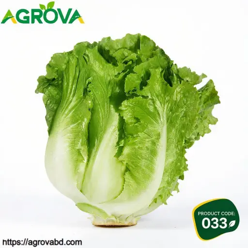 Italian Lettuce Seeds