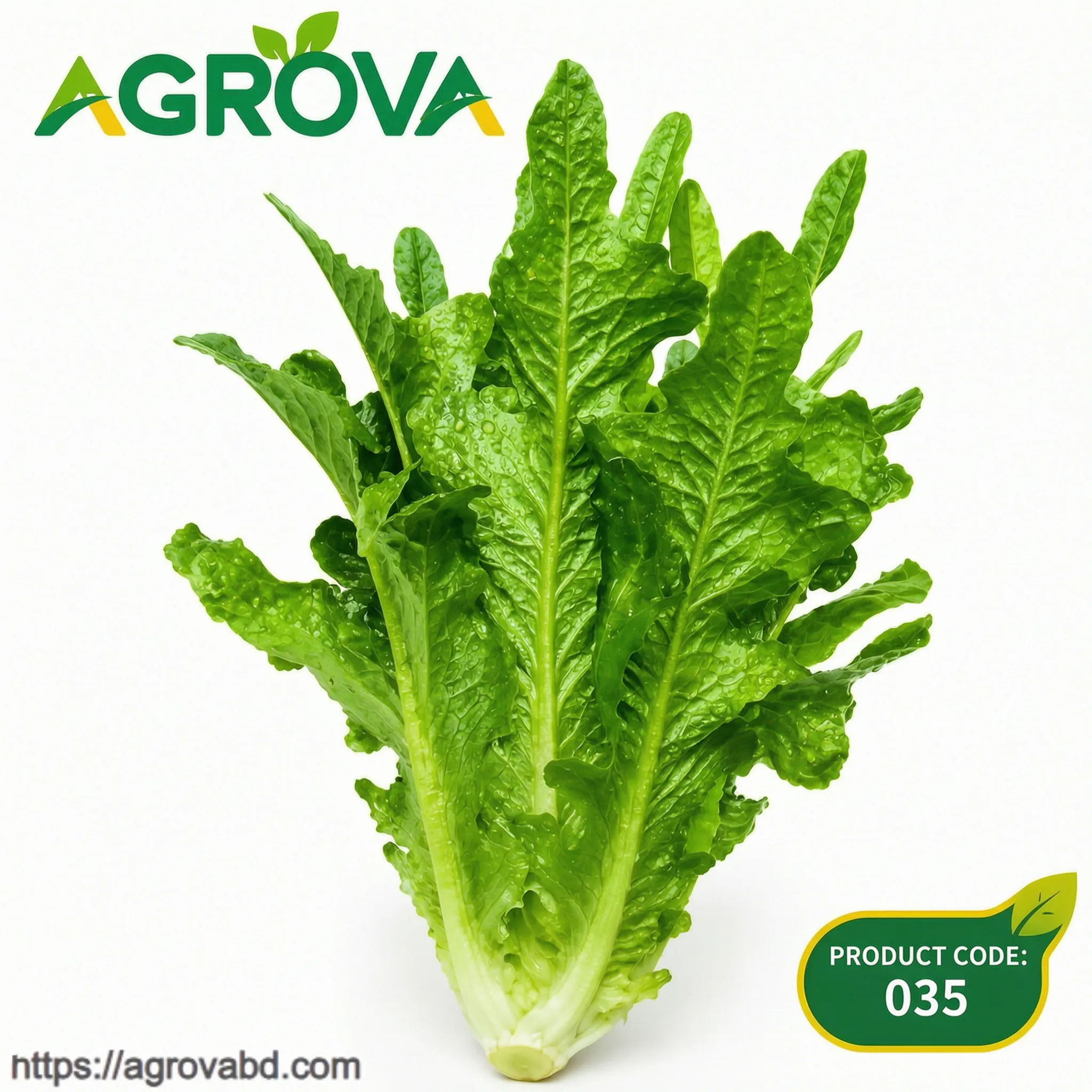 Crisp Sweet Pakchoi Seeds