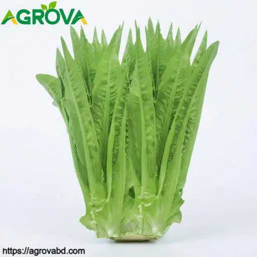 Tatsoi Seeds
