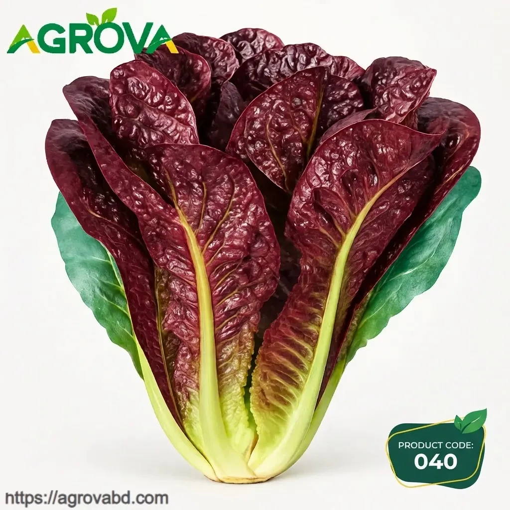 Purple Peacock Vegetable Seeds