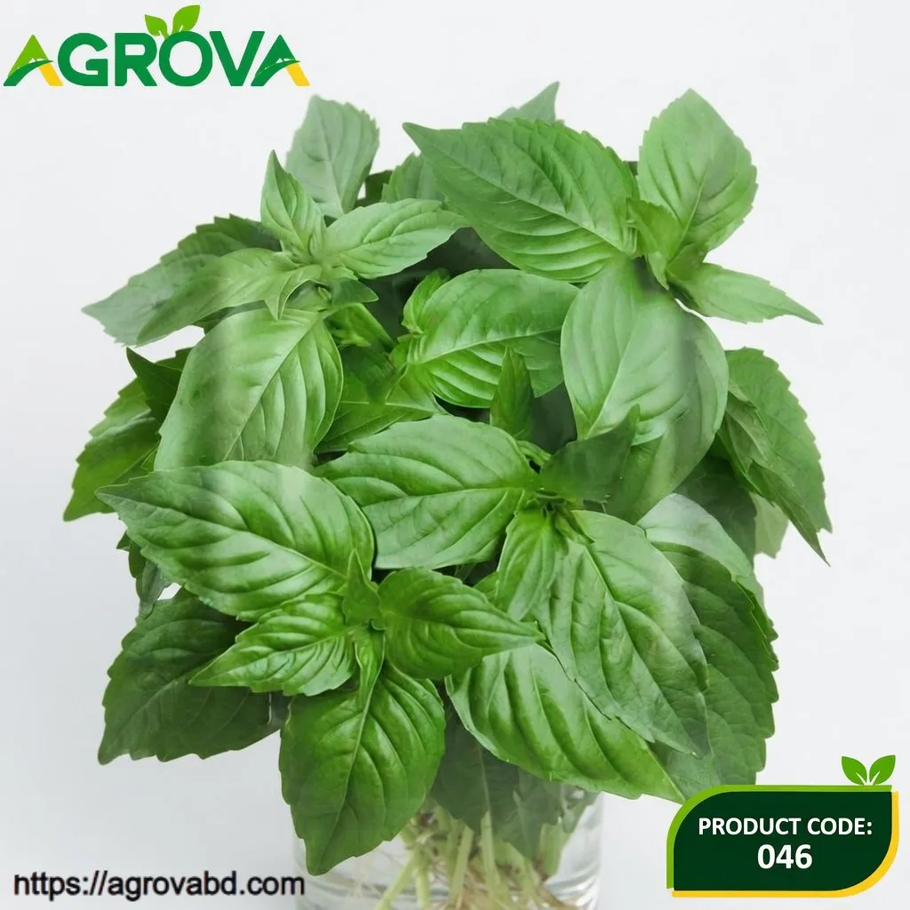 Large Leaf Shiso Vegetable Seeds