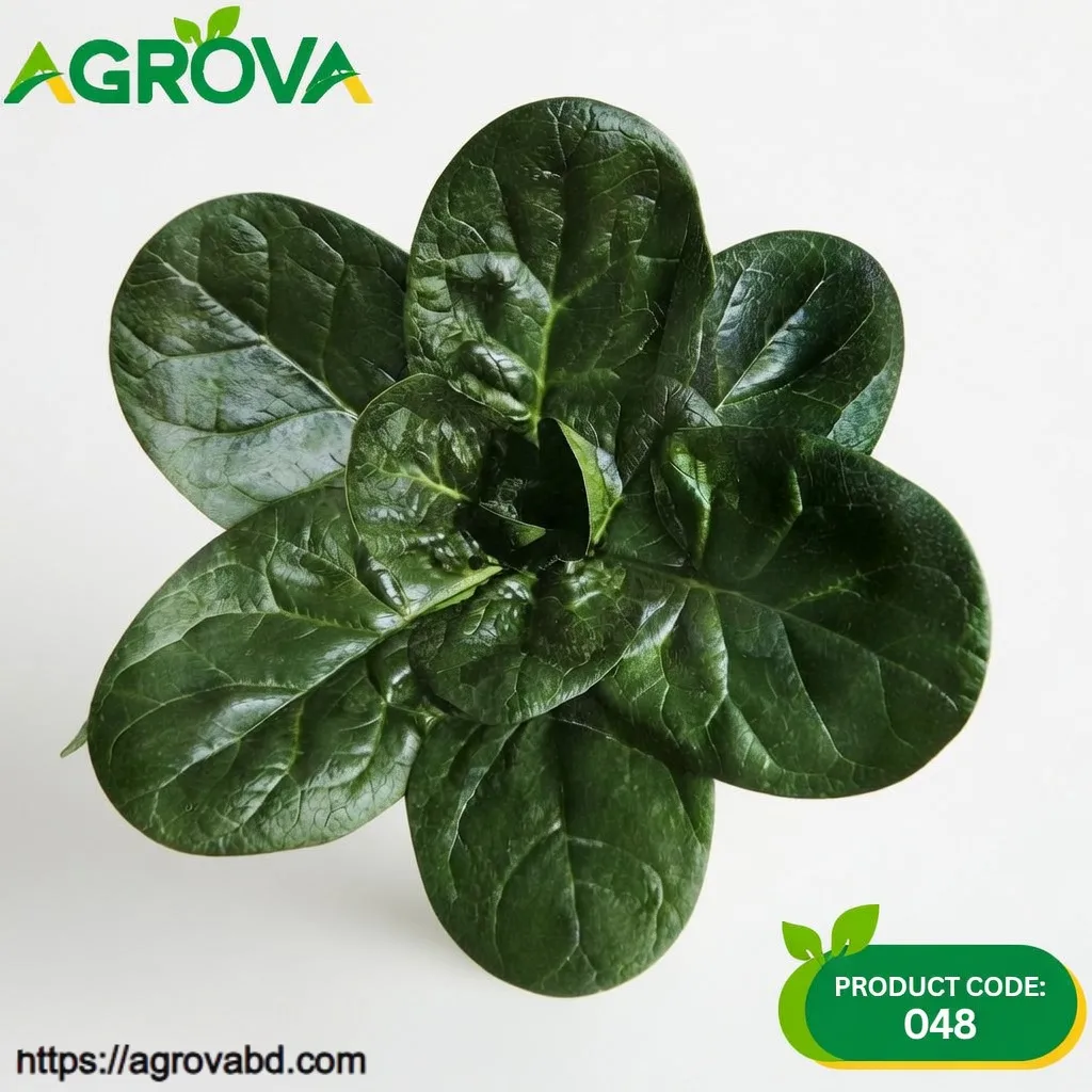 Black round leaf ground spinach Vegetable Seeds
