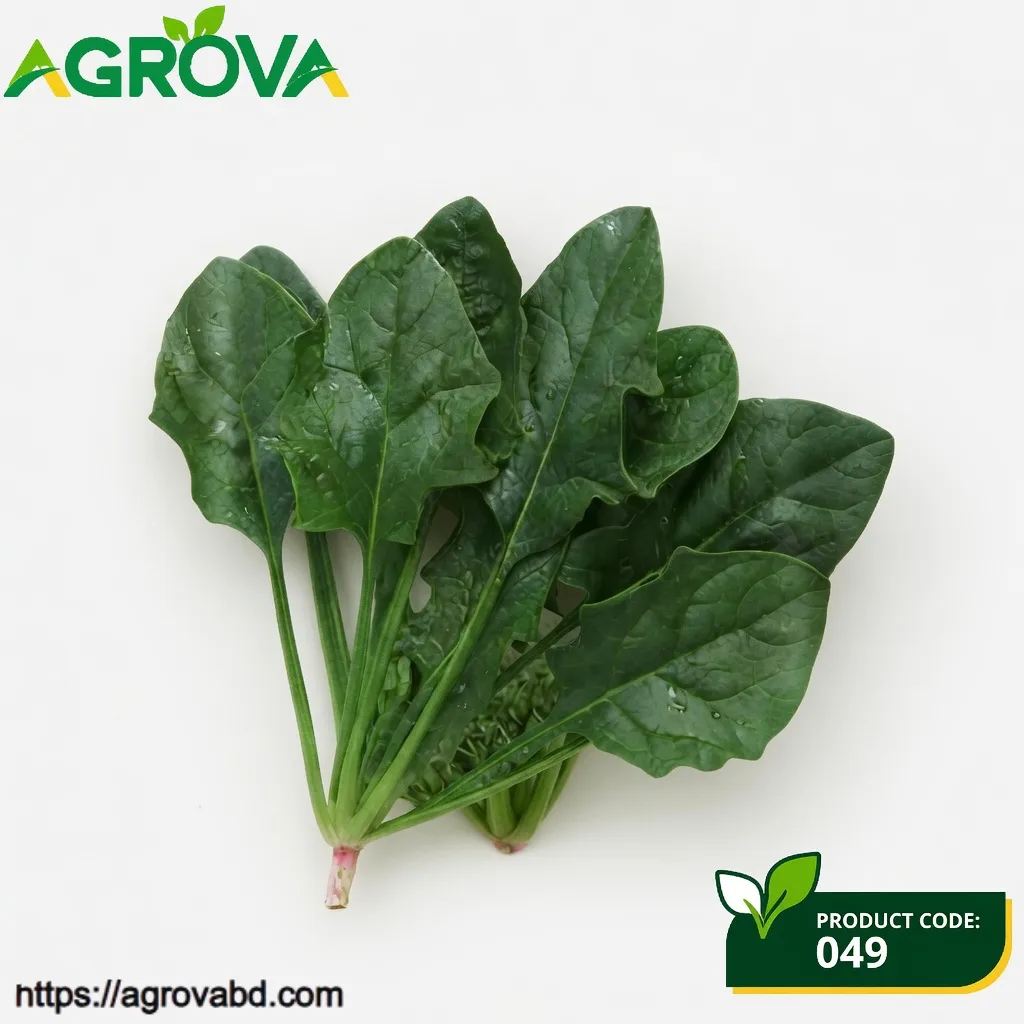 Pointed Leaf Spinach Vegetable Seeds