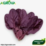 Purple Spinach Vegetable Seeds
