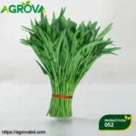 Green Willow Leaf Amaranth Water Spinach Seeds