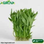 Three Fork Water Spinach Seeds