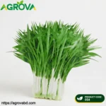 White Stem Water Spinach Seeds