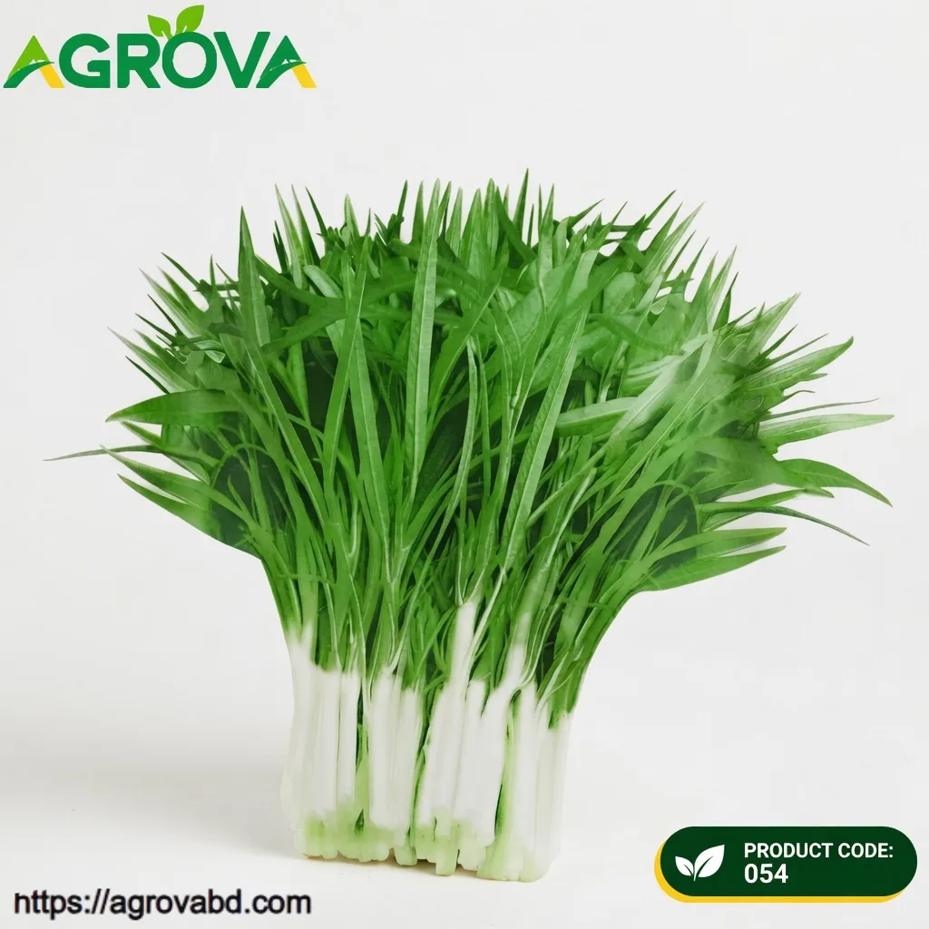 054 White Stem Water Spinach Seeds - Image 1
