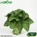 Large Leaf Water Spinach Seeds