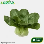 Black Large Head Suzhou Green Bok Choy Seeds