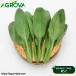 Baby Bok Choy Japanese Mustard Green Seeds