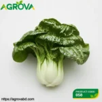 Black Oil Cabbage Seeds