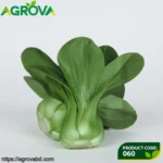 Shanghai Green Bok Choy Seeds