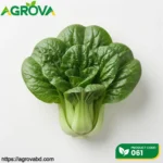 Suzhou Green Bok Choy Seeds