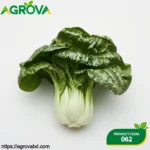 Si Yue Man Bok Choy Seeds