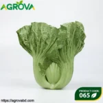 Cabbage Heart Bok Choy Seeds