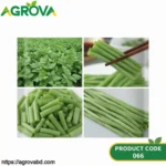 Sweet Sorghum Sugarcane Seeds - Image 2