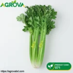 Glass Crisp Celery Seeds