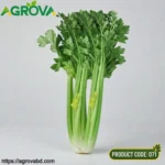 Glass Crisp Celery Seeds - Image 2