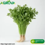 Four Season Small Celery Seeds