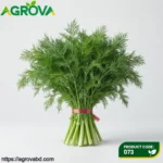 Fennel Seeds