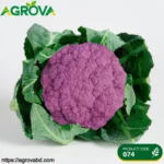 Purple Cauliflower Seeds